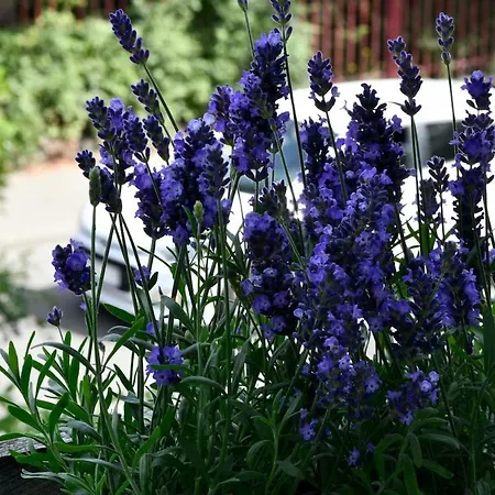Flip Flop 5 Near The * Σόποτ
